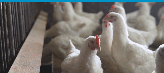 L’échantillonneur d’air Coriolis, un outil efficace pour surveiller les contaminations de grippe aviaire Bertin Technologies 28612