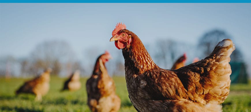 Une nouvelle approche de la biosécurité pour la grippe aviaire : mettre un frein à la transmission Bertin Technologies 43769
