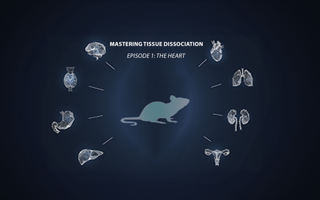 Mastering Tissue Dissociation – Episode 1 : le cœur Bertin Technologies 71148