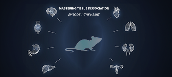 Mastering Tissue Dissociation – Episode 1 : le cœur Bertin Technologies 71148