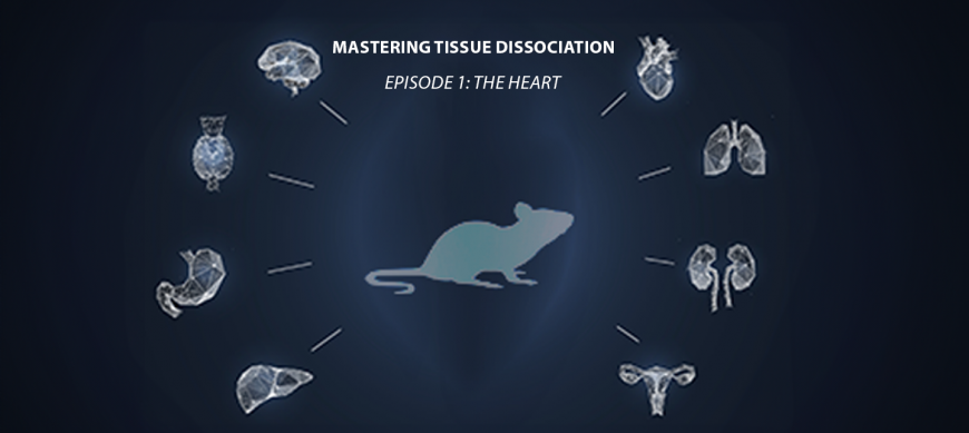 Mastering Tissue Dissociation – Episode 1 : le cœur Bertin Technologies 71148