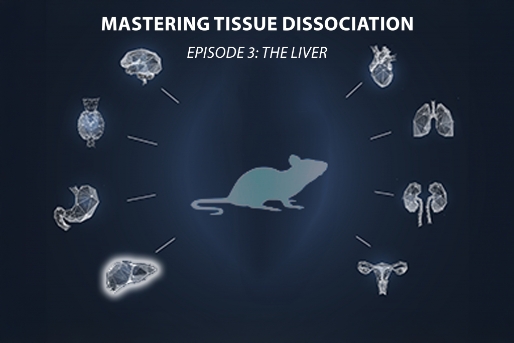 Mastering Tissue Dissociation – Épisode 3 : LE FOIE Bertin Technologies 74454