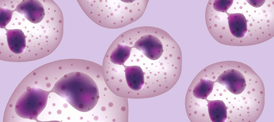 neutrephils & lactoferine