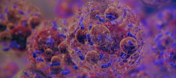 PPARα dans le tissu adipeux brun : les ELISAs Bertin Bioreagent au cœur d’une découverte clé en recherche sur l’obésité Bertin Technologies 94388