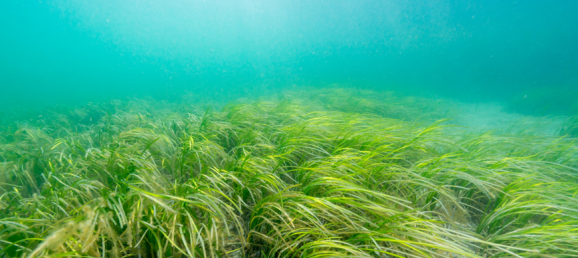 Les herbiers marins comme reflets de la santé des écosystèmes côtiers Bertin Technologies 95535