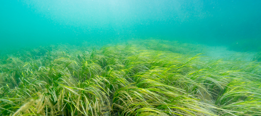 Les herbiers marins comme reflets de la santé des écosystèmes côtiers Bertin Technologies 95535